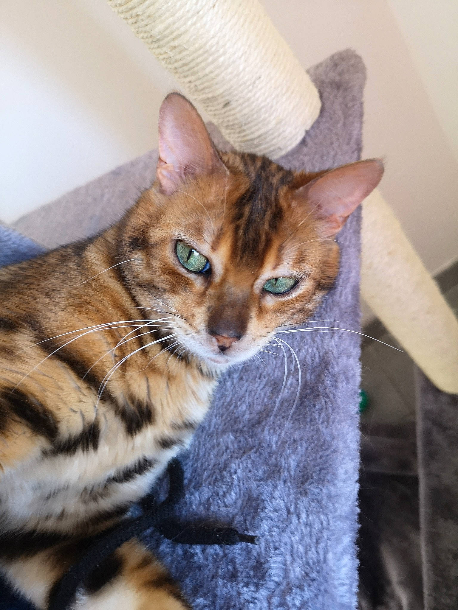 Orizon a rejoint le concours — aidez-le/la à gagner de superbes lots ! asian, bengal, carnivore, cat, chausie, domestic_short_haired_cat, dragon_li, egyptian_mau, european_shorthair, felidae, kitten, mammal, ocicat, savannah, small_to_medium_sized_cats, sokoke, tabby_cat, toyger, vertebrate, whiskers