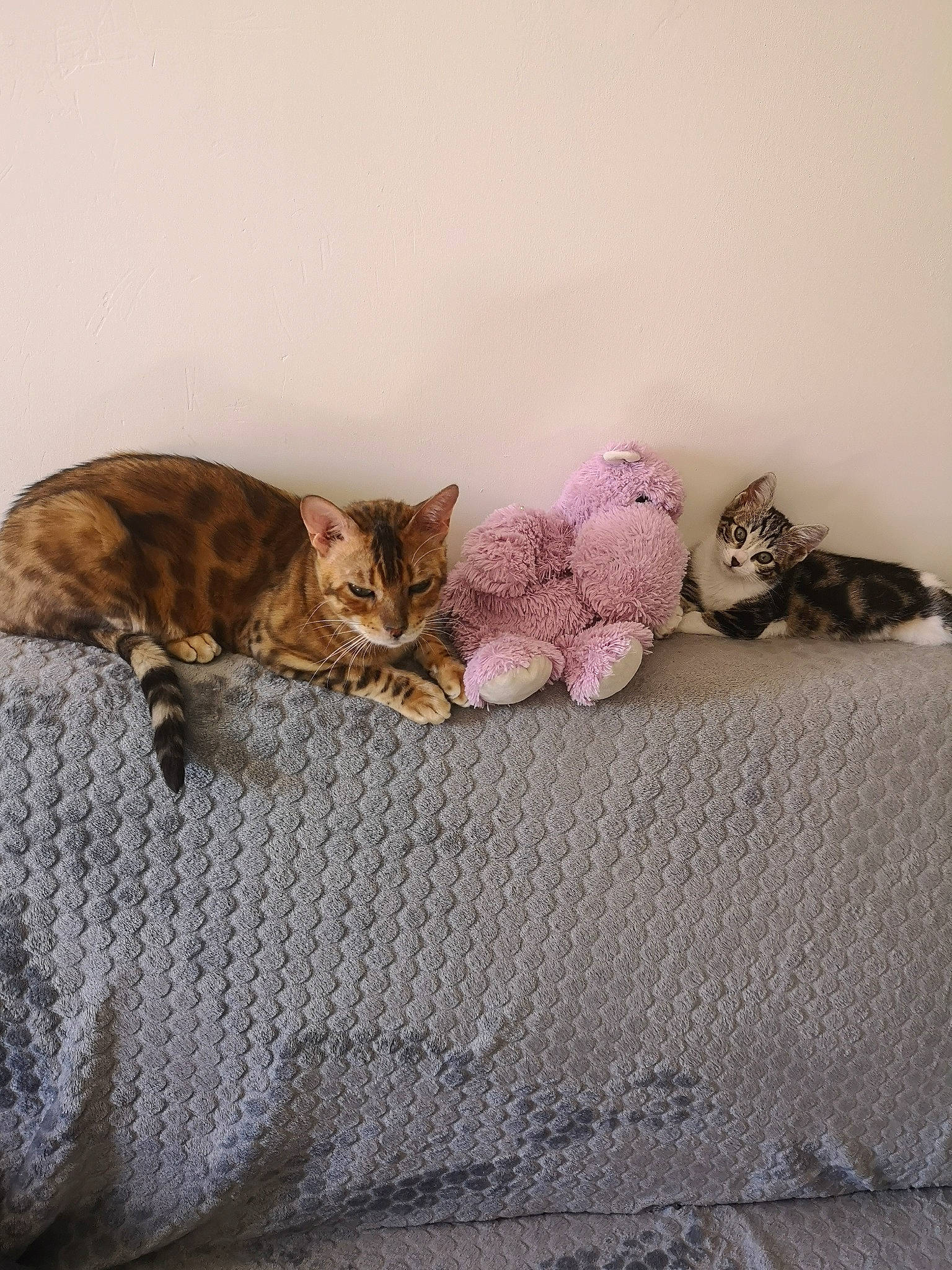 Orizon a rejoint le concours — aidez-le/la à gagner de superbes lots ! american_shorthair, asian, bed, bed_sheet, bengal, carnivore, cat, domestic_short_haired_cat, dragon_li, european_shorthair, felidae, fur, kitten, mammal, ocicat, pixie_bob, small_to_medium_sized_cats, tabby_cat, textile, whiskers