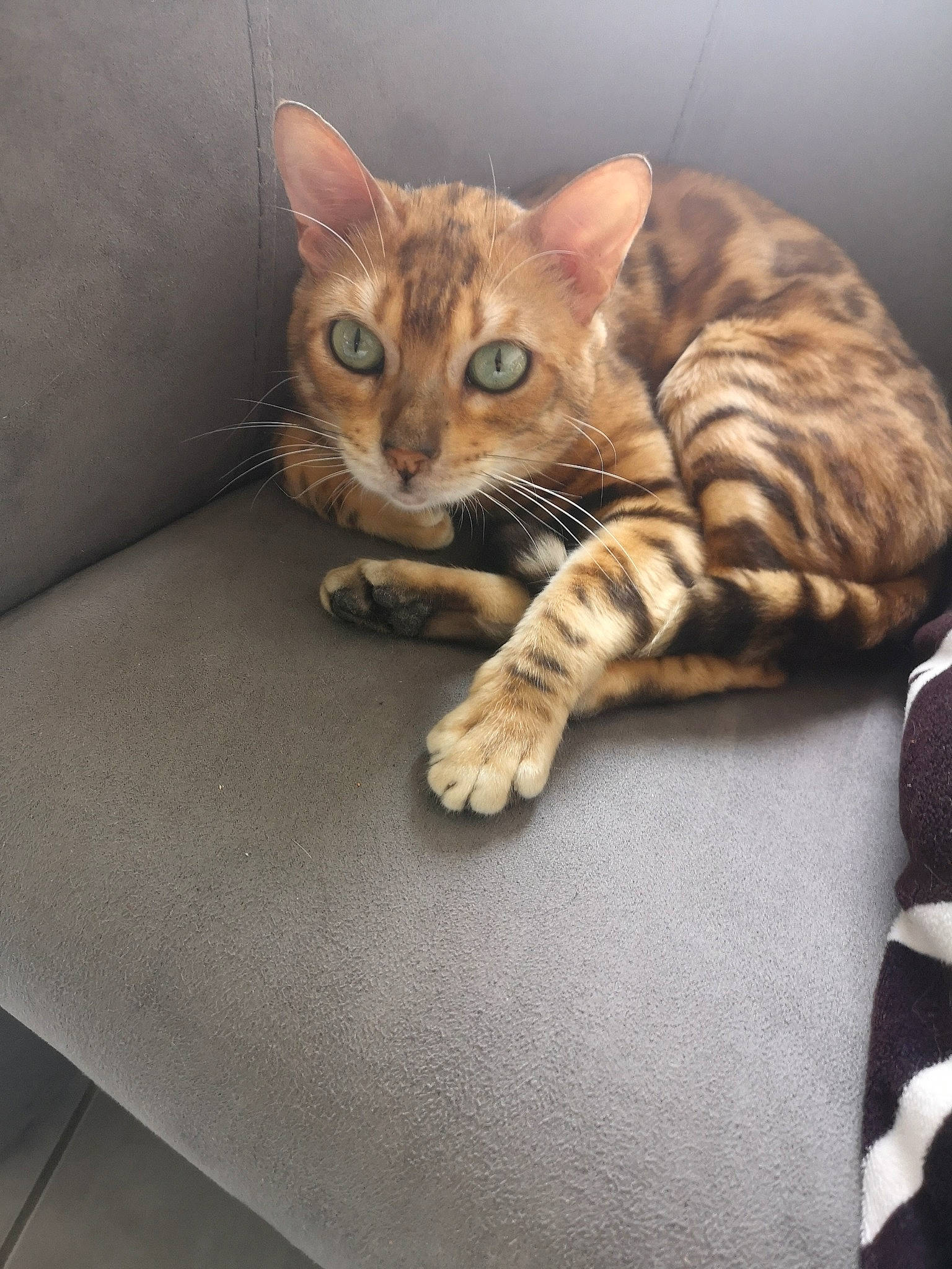 Orizon a rejoint le concours — aidez-le/la à gagner de superbes lots ! aegean_cat, arabian_mau, asian, bengal, california_spangled, carnivore, cat, domestic_short_haired_cat, dragon_li, european_shorthair, eye, felidae, kitten, mammal, ocicat, small_to_medium_sized_cats, snout, tabby_cat, toyger, whiskers