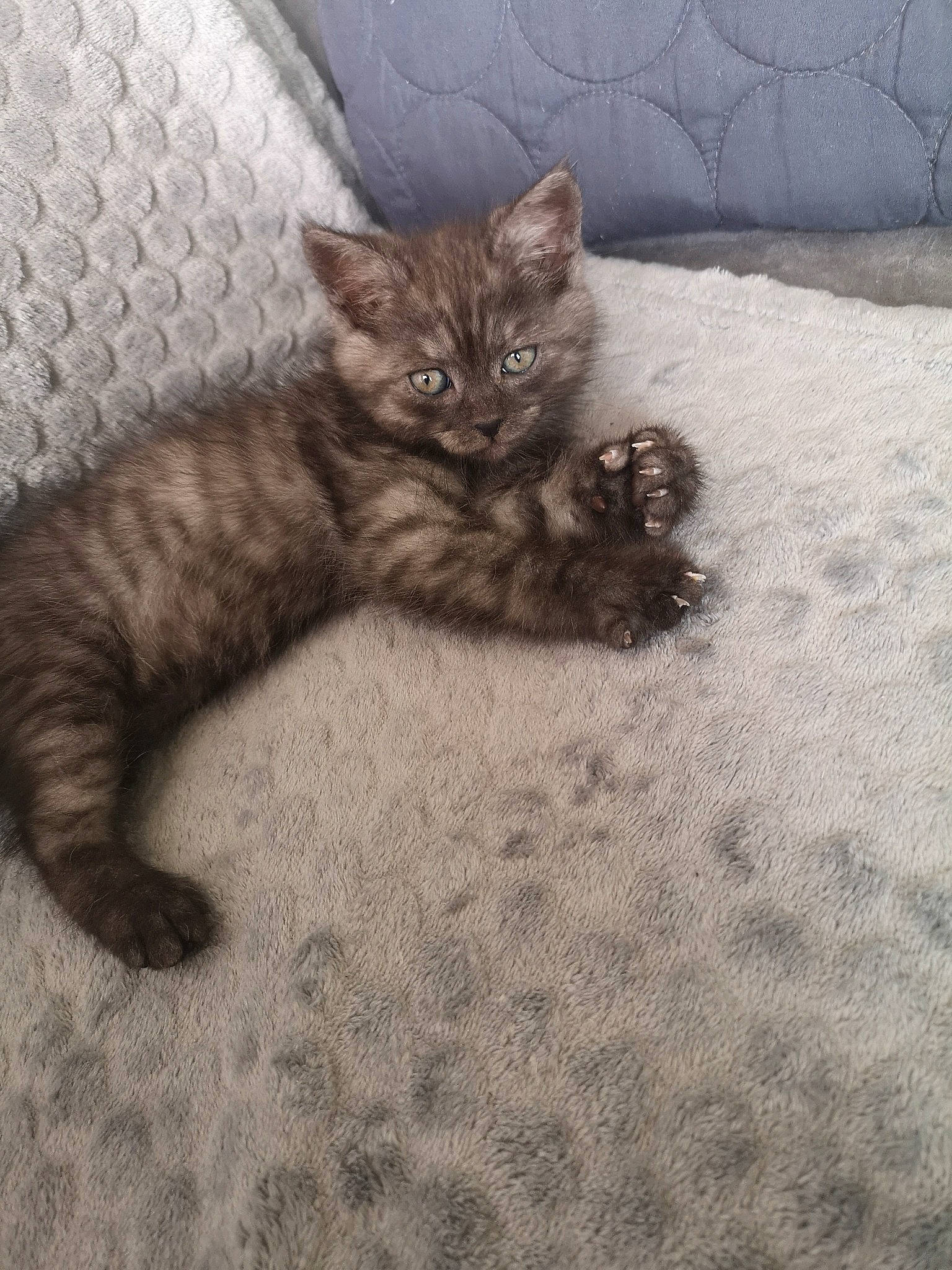 Rio participe au concours pour gagner de l'argent avec cette photo : asian, british_semi_longhair, carnivore, cat, domestic_short_haired_cat, dragon_li, european_shorthair, eye, felidae, fur, kitten, maine_coon, mammal, norwegian_forest_cat, pixie_bob, polydactyl_cat, small_to_medium_sized_cats, tabby_cat, vertebrate, whiskers