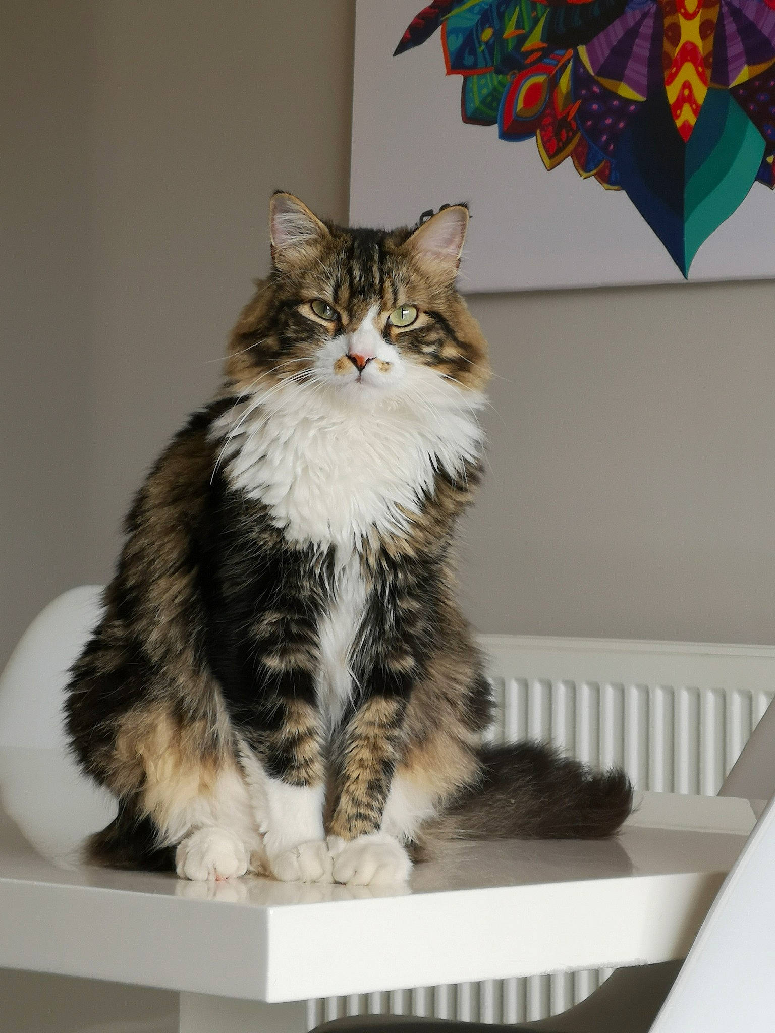 Serguei participe au concours pour gagner de l'argent avec cette photo : british_semi_longhair, carnivore, cat, cymric, domestic_long_haired_cat, domestic_short_haired_cat, european_shorthair, felidae, fur, kitten, kurilian_bobtail, maine_coon, mammal, norwegian_forest_cat, ragamuffin, siberian, small_to_medium_sized_cats, tabby_cat, vertebrate, whiskers