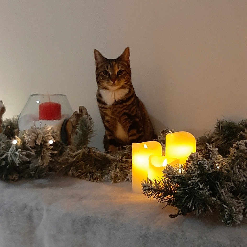 Nala