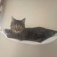 Winny participe au concours pour gagner de l'argent avec cette photo : animal, cat, curious, curtain, domestic, ears, furniture, hammock, home, indoor, light, mammal, pet, relaxed, resting, striped, tabby_cat, tail, whiskers, window