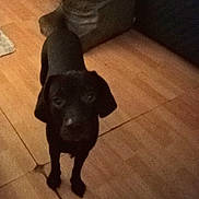 Milo is registered to the contest to win money with this photo: dog, black_dog, floor, wooden_floor, pet_stairs, indoor, furniture, dark, grainy, looking_up, small_dog, room, home, canine, animal, pet, standing, low_light, blurry, domestic