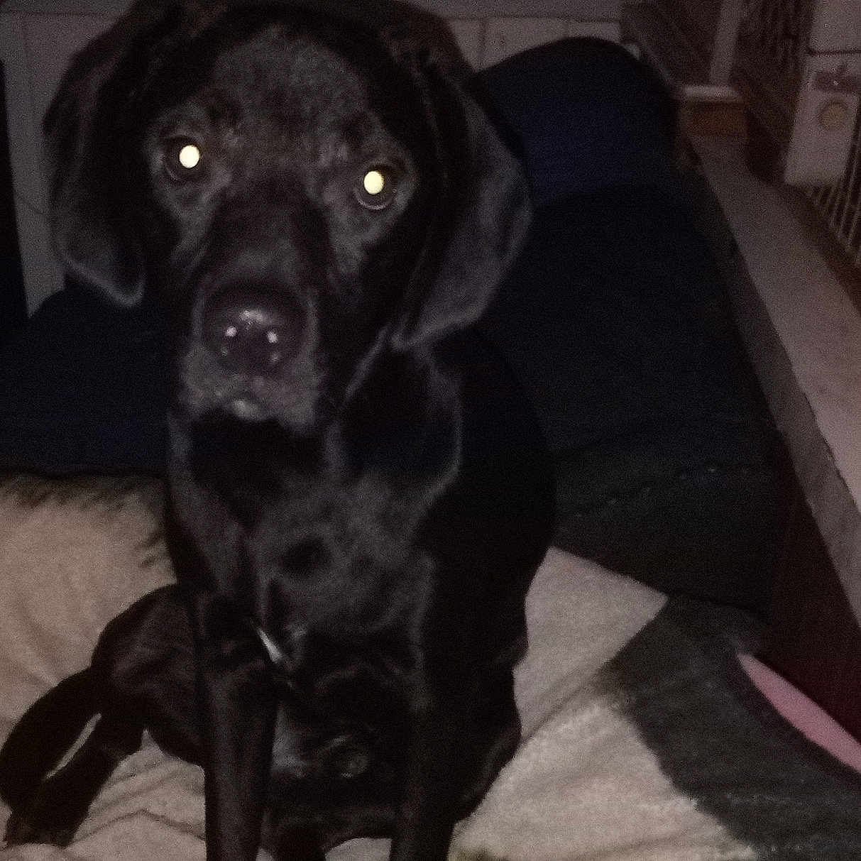 Milo is registered to the contest to win money with this photo: animal, black_dog, blanket, canine, companion, cute, dark, dog, domestic_animal, flash, front_view, furniture, glowing_eyes, house, indoor, looking, mammal, pet, portrait, sitting