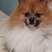 Chapo is registered to the contest to win money with this photo: dog, pomeranian, fluffy, fur, pet, animal, indoor, cute, small_dog, brown, white, face, ears, nose, tile_floor, portrait, looking, fur_texture, domestic_animal, companion