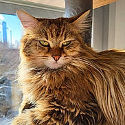 Bella a rejoint le concours — aidez-le/la à gagner de superbes lots ! cat, fluffy, window, sunlight, green_eyes, feline, pet, indoor, portrait, long_hair, animal, relaxed, close_up, whiskers, fur, domestic_cat, looking, daylight, home, resting