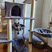 Cookie participe au concours pour gagner de l'argent avec cette photo : cat, kitten, siamese_cat, cat_tree, pet, animal, indoor, home, furniture, scratching_post, hammock, platform, toy, rope, hanging, sitting, blue_eyes, fluffy, wooden_floor, radiator