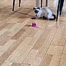 cat, kitten, siamese_cat, pet, animal, feline, sitting, crouching, playing, toy, purple_toy, wooden_floor, indoor, home, table, table_legs, black_tail, blue_eyes, curious, photography