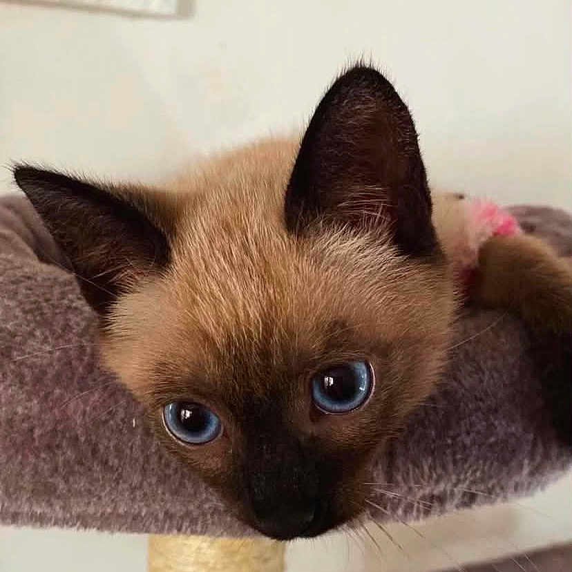 Cookie a rejoint le concours — aidez-le/la à gagner de superbes lots ! cat, kitten, siamese_cat, blue_eyes, pet, animal, feline, close_up, portrait, hanging, cat_tree, scratching_post, indoor, home, cozy, brown_fur, dark_ears, whiskers, alert, cute