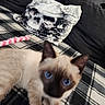 Cookie participe au concours pour gagner de l'argent avec cette photo : cat, siamese_cat, blue_eyes, pet, animal, furry, indoors, blanket, plaid, pillow, bed, toy, feather_toy, pink, floral, black_and_white, close_up, portrait, lounging, home_decor