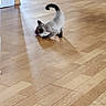 Cookie participe au concours pour gagner de l'argent avec cette photo : cat, kitten, siamese_cat, pet, animal, pouncing, playing, toy, purple_toy, curled_tail, indoor, wooden_floor, home, room, doorway, wood, motion, furry, black_and_white, playful
