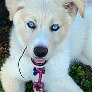 Weather joined the competition — help win amazing prizes! puppy, dog, white_fur, blue_eyes, grass, leash, collar, pet, animal, cute, outdoor, young_dog, playful, closeup, tongue_out, fluffy, nature, happy, face, canine