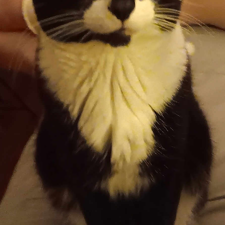 Cooper joined the competition — help win amazing prizes! alert, animal, black_and_white, cat, closeup, cozy, curious, cute, domestic_animal, ears, eyes, feline, fur, indoor, paws, pet, portrait, sitting, tuxedo_cat, whiskers