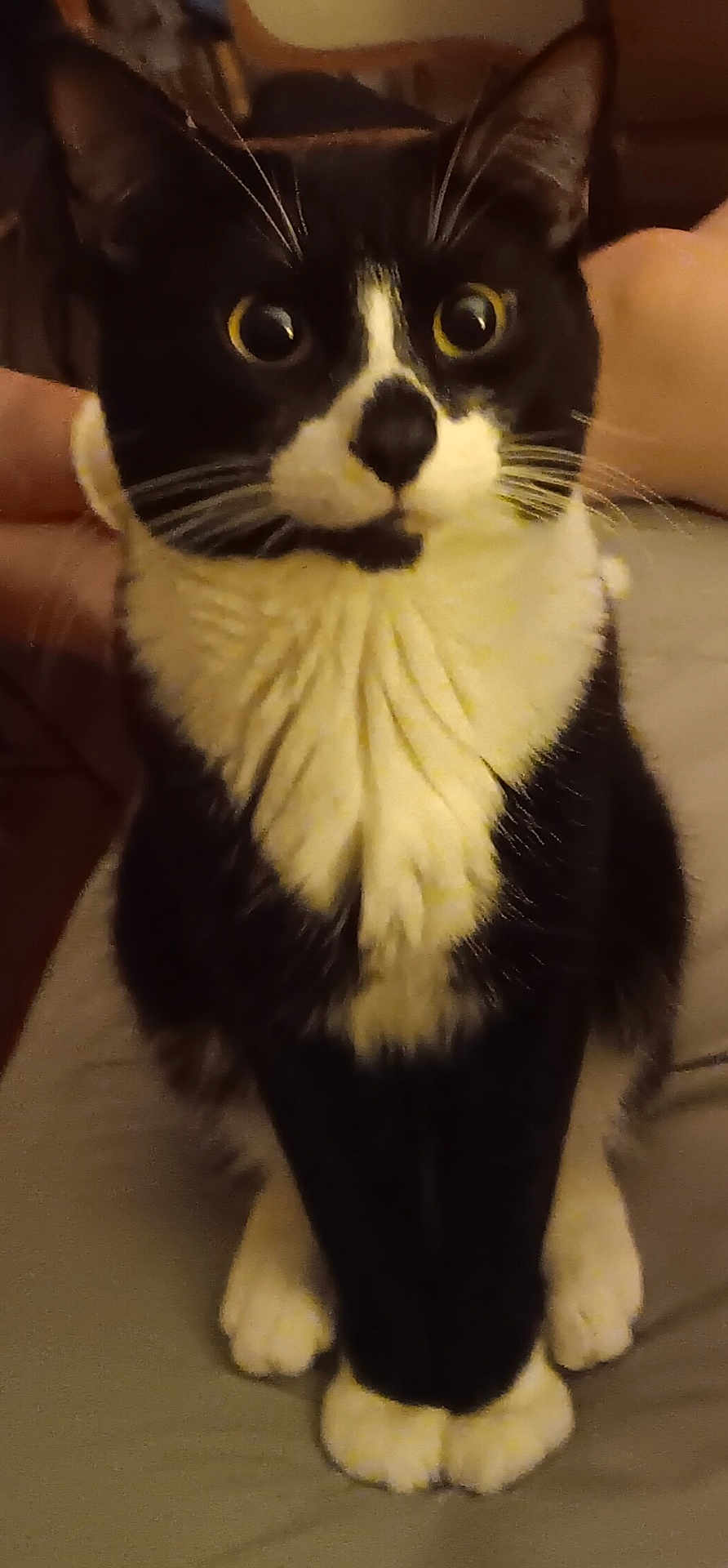 Cooper