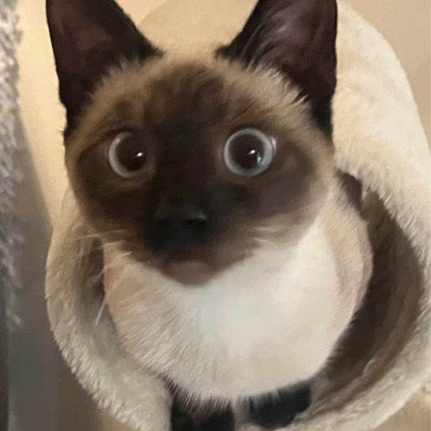 Louie joined the competition — help win amazing prizes! animal, cat, cat_tree, cozy, curious, cute, domestic_animal, ears, feline, floor, fur, household, indoor, looking_up, pet, playful, siamese_cat, toys, whiskers, wide_eyes