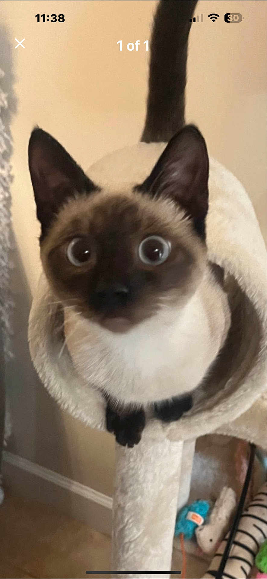 Louie joined the competition — help win amazing prizes! cat, siamese_cat, cat_tree, wide_eyes, pet, indoor, fur, animal, curious, feline, ears, whiskers, toys, floor, cozy, looking_up, household, domestic_animal, playful, cute