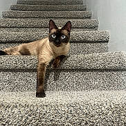 Louie joined the competition — help win amazing prizes! cat, siamese_cat, stairs, carpet, pet, animal, indoor, feline, relaxed, blue_eyes, paw, resting, looking, home, texture, step, wall, fur, mammal, cute