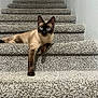 cat, siamese_cat, stairs, carpet, pet, animal, indoor, feline, relaxed, blue_eyes, paw, resting, looking, home, texture, step, wall, fur, mammal, cute