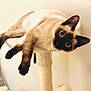 Louie joined the competition — help win amazing prizes! cat, siamese_cat, pet, indoor, feline, cat_tree, curious, animal, mammal, whiskers, ears, claws, fur, playful, resting, closeup, cute, domestic_animal, looking, household