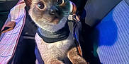 Louie joined the competition — help win amazing prizes! cat, siamese_cat, pet_carrier, indoor, car_interior, animal, curious, blue_light, purple_light, seat, seatbelt_buckle, patterned_fabric, feline, pet, closeup, whiskers, ears, paws, travel, transport