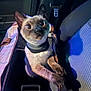 cat, siamese_cat, pet_carrier, indoor, car_interior, animal, curious, blue_light, purple_light, seat, seatbelt_buckle, patterned_fabric, feline, pet, closeup, whiskers, ears, paws, travel, transport