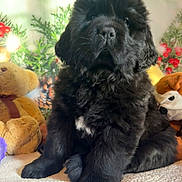 Apostrophe a rejoint le concours — aidez-le/la à gagner de superbes lots ! puppy, black_dog, fluffy, cute, sitting, plush_toys, holiday, decorations, greenery, indoor, pet, animal, fur, mammal, adorable, companion, young_dog, soft, cozy, cute_pet