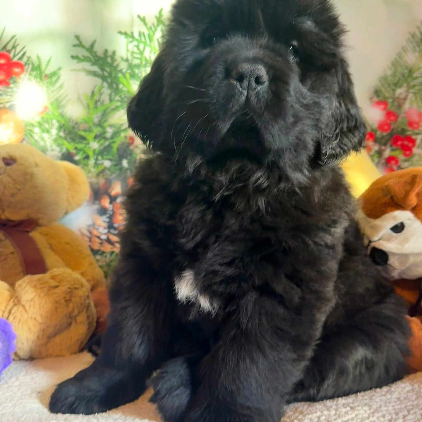 Apostrophe a rejoint le concours — aidez-le/la à gagner de superbes lots ! adorable, animal, black_dog, companion, cozy, cute, cute_pet, decorations, fluffy, fur, greenery, holiday, indoor, mammal, pet, plush_toys, puppy, sitting, soft, young_dog