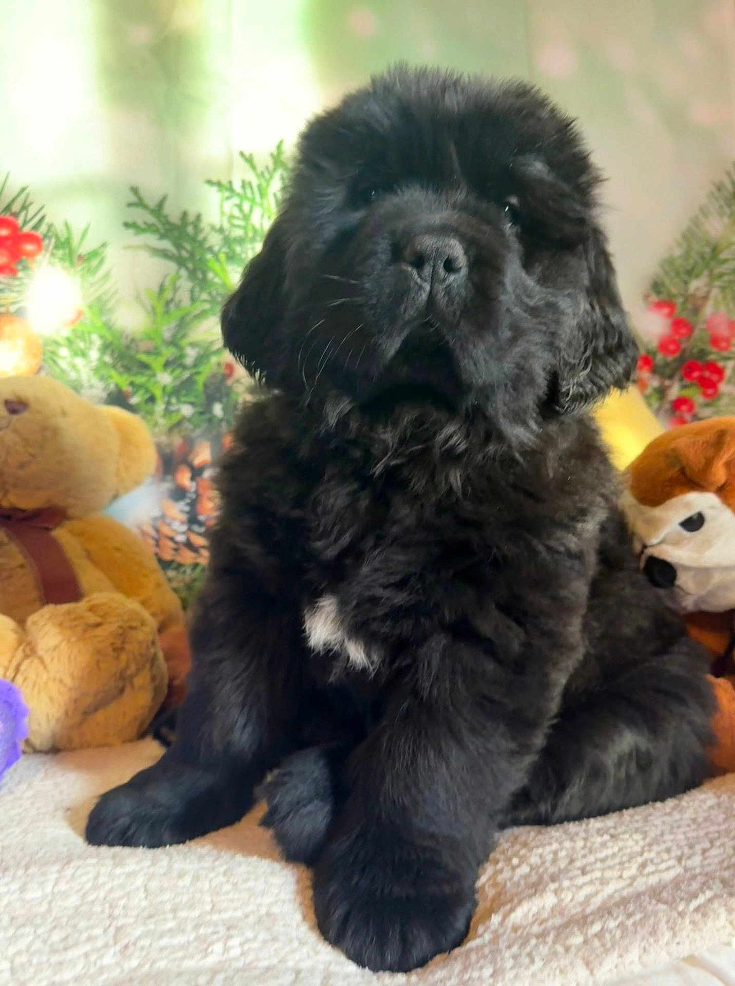 Apostrophe a rejoint le concours — aidez-le/la à gagner de superbes lots ! puppy, black_dog, fluffy, cute, sitting, plush_toys, holiday, decorations, greenery, indoor, pet, animal, fur, mammal, adorable, companion, young_dog, soft, cozy, cute_pet