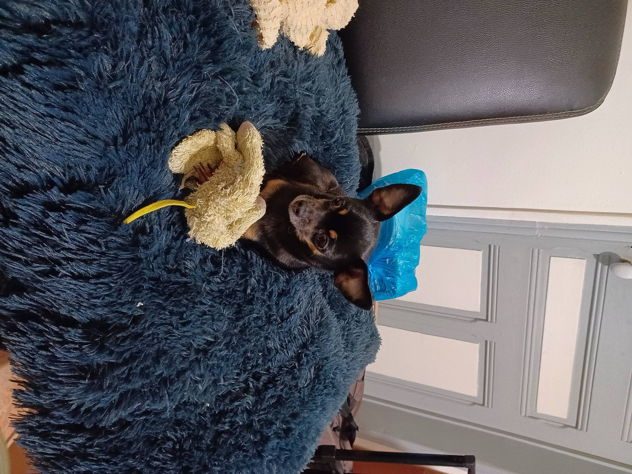 Léona participe au concours pour gagner de l'argent avec cette photo : black_cat, carnivore, collar, companion_dog, dog_breed, domestic_short_haired_cat, electric_blue, felidae, fur, fur_clothing, hat, natural_material, small_to_medium_sized_cats, tail, thread, whiskers, wood, wool, woolen, working_animal