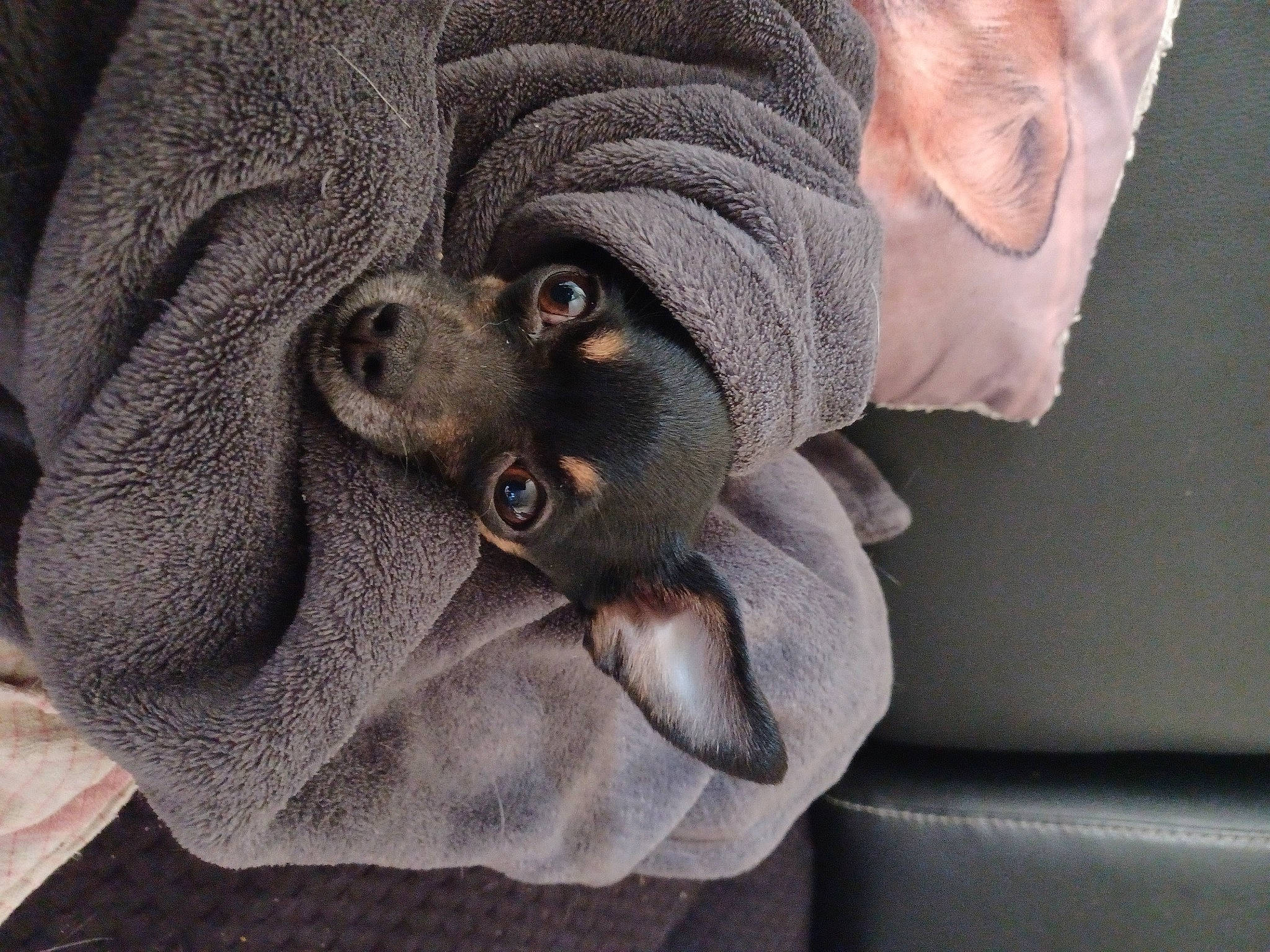 Léona a rejoint le concours — aidez-le/la à gagner de superbes lots ! art, button, cap, comfort, fashion_accessory, fawn, fur, grey, hat, pattern, personal_protective_equipment, rock, sculpture, snout, stuffed_toy, sun_hat, terrestrial_animal, wool, working_animal, wrinkle