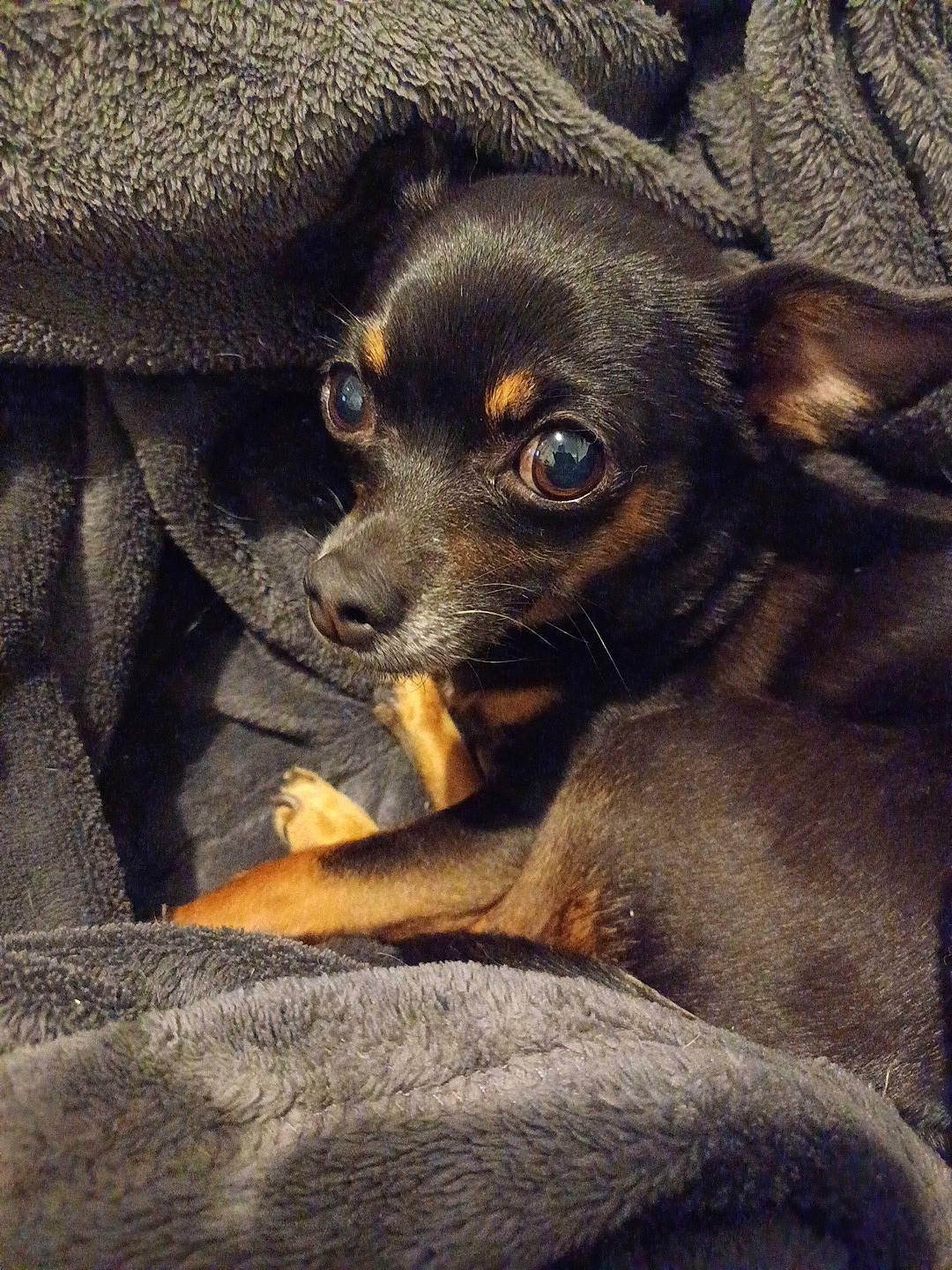 Léona participe au concours pour gagner de l'argent avec cette photo : canidae, carnivore, companion_dog, dog, dog_breed, eye, fawn, fur, grey, guard_dog, snout, sporting_group, terrestrial_animal, toy_dog, whiskers, working_animal, working_dog