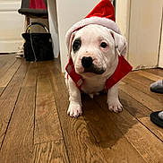 Arko a rejoint le concours — aidez-le/la à gagner de superbes lots ! puppy, dog, santa_hat, holiday_costume, indoor, wooden_floor, pet, cute, festive, small_dog, christmas, white_dog, red_outfit, animal, pet_costume, adorable, young_dog, domestic, flooring, holiday