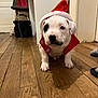 adorable, animal, christmas, cute, dog, domestic, festive, flooring, holiday, holiday_costume, indoor, pet, pet_costume, puppy, red_outfit, santa_hat, small_dog, white_dog, wooden_floor, young_dog
