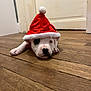 Arko participe au concours pour gagner de l'argent avec cette photo : puppy, dog, santa_hat, holiday, festive, wooden_floor, indoor, pet, cute, white_dog, black_patch, animal, flooring, resting, young_dog, adorable, christmas, costume, canine, lying_down