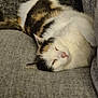 cat, calico, sleeping, couch, grey_fabric, pet, animal, feline, relaxed, cozy, indoor, fur, whiskers, tail, resting, comfort, closeup, domestic_animal, cute, lazy