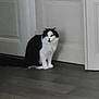 Moustique participe au concours pour gagner de l'argent avec cette photo : animal, black_and_white, calm, cat, curious, domestic, door, ears, feline, floor, fluffy, fur, home, house, indoor, pet, quiet, sitting, whiskers, wooden_floor