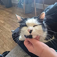 Moustique a rejoint le concours — aidez-le/la à gagner de superbes lots ! animal, black_and_white, cat, chair, closeup, content, cozy, domestic, feline, fur, hand, happy, indoor, pet, plant, relaxed, resting, scratching, whiskers, wooden_floor
