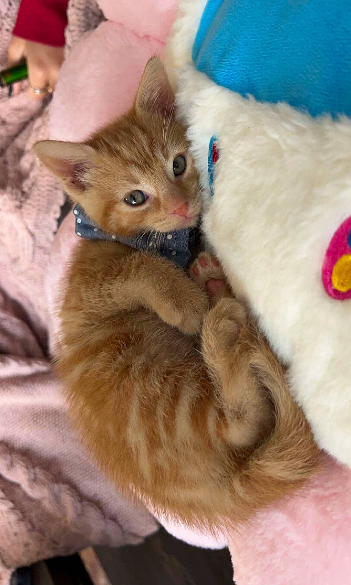 Arthur joined the competition — help win amazing prizes! carnivore, cat, claw, comfort, couch, domestic_short_haired_cat, ear, fawn, felidae, fur, iris, nap, paw, small_to_medium_sized_cats, snout, tail, whiskers