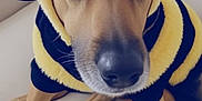Tyson Delay a rejoint le concours — aidez-le/la à gagner de superbes lots ! animal, antennae, bee_costume, black_stripes, brown_dog, costume, couch, cute, dog, ears, face, furry, indoors, nose, paws, pet, portrait, sitting, wings, yellow_fur