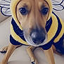 animal, antennae, bee_costume, black_stripes, brown_dog, costume, couch, cute, dog, ears, face, furry, indoors, nose, paws, pet, portrait, sitting, wings, yellow_fur