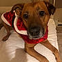 animal, blanket, brown_dog, canine, close_up, cozy, cute, dog, ears, face, fur, holiday, indoor, lying_down, nose, paws, pet, red_clothing, santa_coat, white_trim