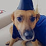 Tyson Delay participe au concours pour gagner de l'argent avec cette photo : animal, black_clothing, brown_dog, canine, celebration, costume, couch, cute, dog, domestic_animal, face, funny, fur, graduation_cap, home, indoors, looking_at_camera, pet, portrait, sitting