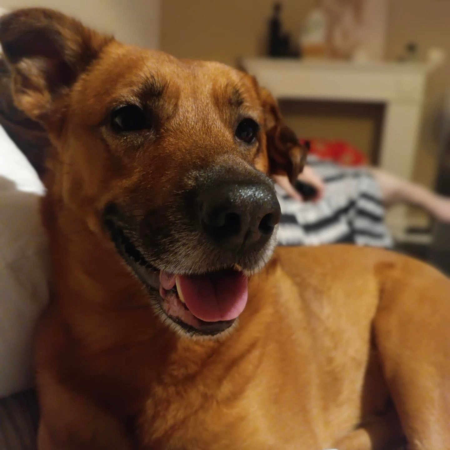 Tyson Delay a rejoint le concours — aidez-le/la à gagner de superbes lots ! animal, brown_dog, canine, close_up, companion, cute, dog, domestic_animal, face, friendly, fur, happy, indoor, mammal, paw, pet, portrait, relaxed, smiling, tongue_out