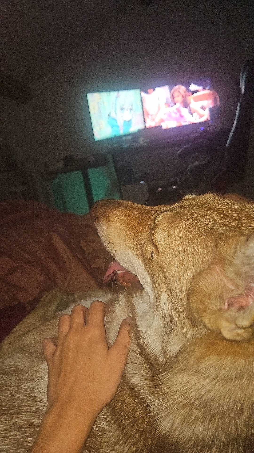 Saya a rejoint le concours — aidez-le/la à gagner de superbes lots ! comfort, display_device, electronic_device, fawn, finger, flooring, foot, fun, fur, gadget, human_leg, jaw, nail, paw, room, tail, television, television_set, whiskers, wood