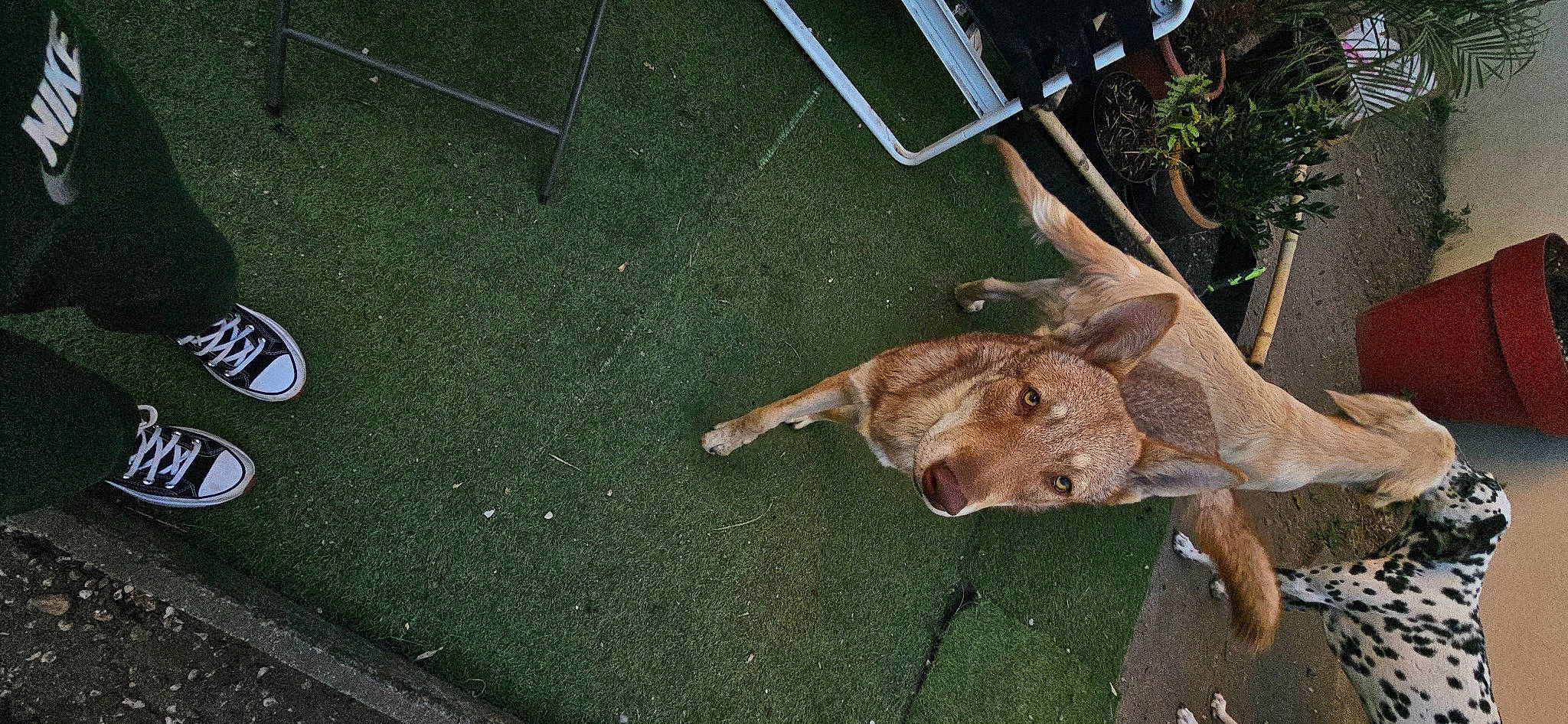 Saya a rejoint le concours — aidez-le/la à gagner de superbes lots ! art, asphalt, bone, concrete, fawn, flooring, grass, horn, plant, road_surface, sidewalk, soil, sporting_group, tail, tar, terrestrial_animal, tree, trunk, wood, working_animal