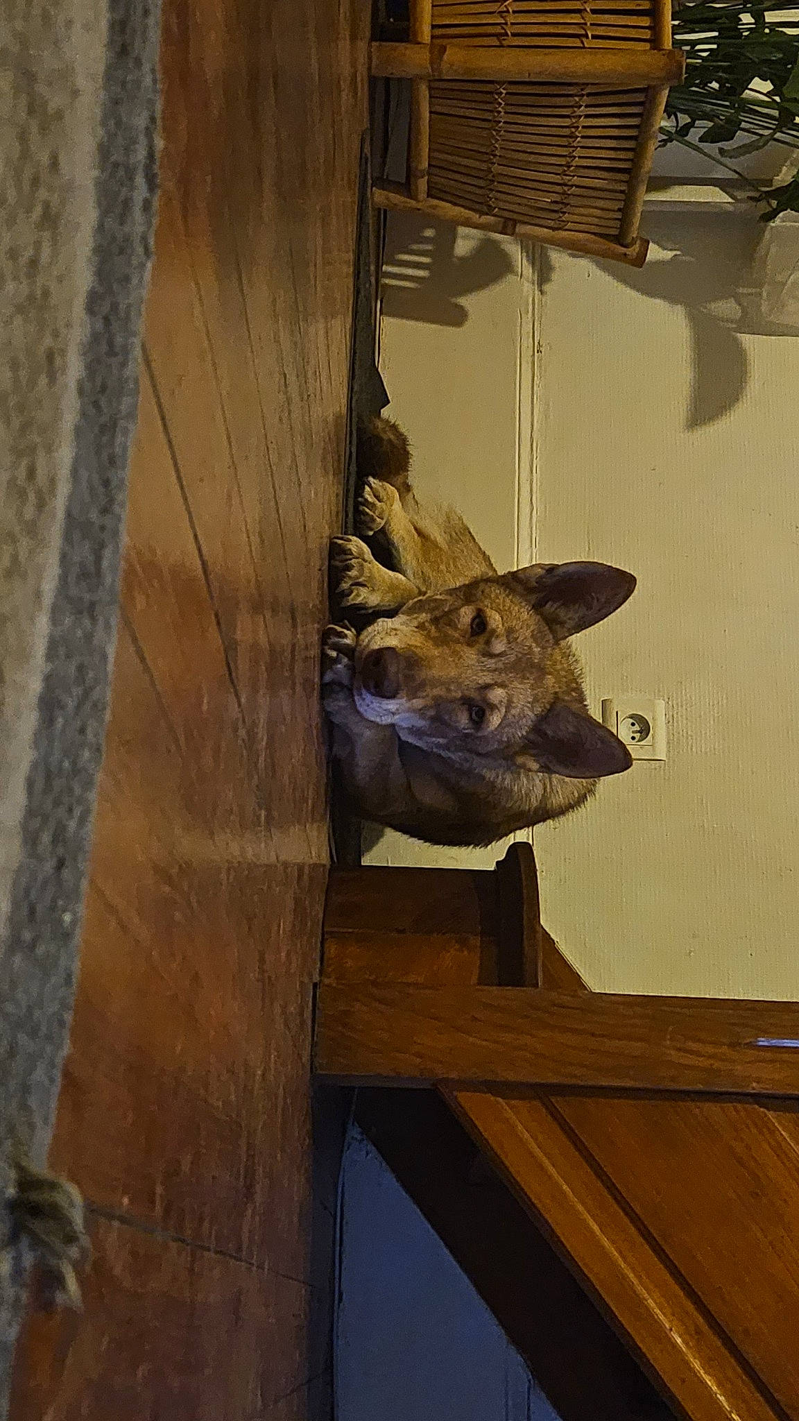 Saya participe au concours pour gagner de l'argent avec cette photo : art, artifact, boar, domestic_pig, fawn, flooring, fur, hardwood, horn, livestock, metal, plank, sculpture, snout, suidae, terrestrial_animal, visual_arts, warthog, wildlife, wood