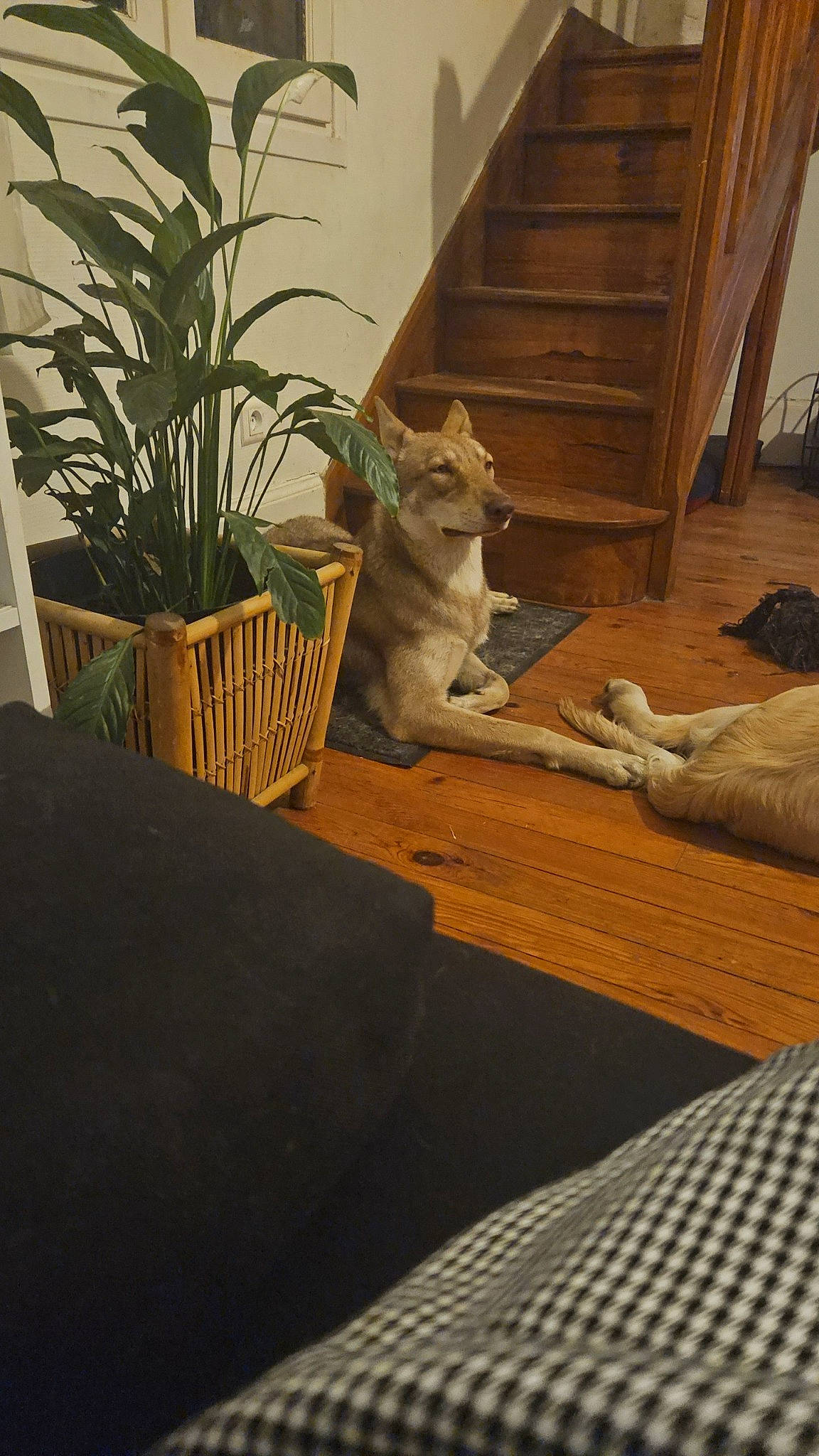 Saya a rejoint le concours — aidez-le/la à gagner de superbes lots ! carnivore, cat, comfort, fawn, felidae, floor, flooring, flowerpot, grass, hardwood, houseplant, plant, small_to_medium_sized_cats, stairs, tail, tints_and_shades, whiskers, window, wood, wood_stain