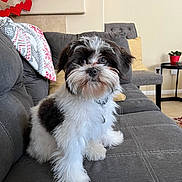 Louie joined the competition — help win amazing prizes! black_fur, blanket, collar, couch, cute, dog, floor, fluffy, fur, home_decor, indoor, living_room, pet, pillow, plant, puppy, sitting, small_dog, table, white_fur