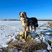 Pipa a rejoint le concours — aidez-le/la à gagner de superbes lots ! dog, snow, field, blue_sky, outdoor, animal, winter, nature, fur, landscape, canine, sky, grass, cold, sunlight, standing, mammal, rural, daytime, pet